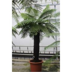 Dicksonia 325cm