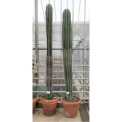 Pachycereus pringlei XXL