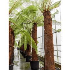 Dicksonia 350cm