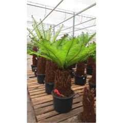 Dicksonia 200cm AU