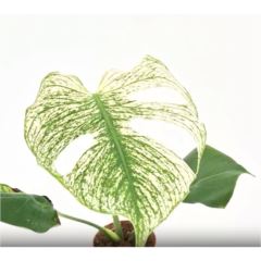 Monstera Devil Monster