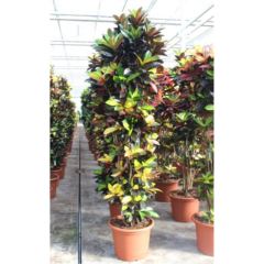 Codiaeum Iceton Croton