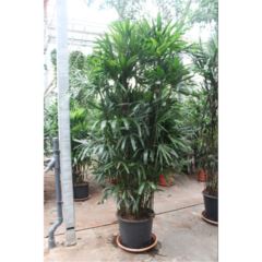 Rhapis excelsa Lady Palm