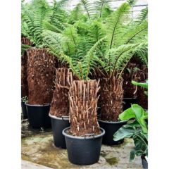 Dicksonia 200cm pot 50