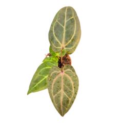 Anthurium Dark and Handsome Minerva