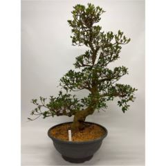 Satsuki Azalea Bonsai