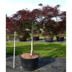 Acer palmatum Nigrum Japanese Maple
