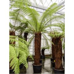 Dicksonia 300cm