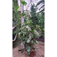 Monstera Variegata