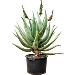 Aloe caesia