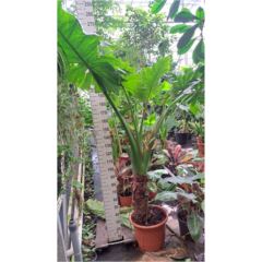 Alocasia Portodora