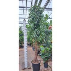 Ficus Alii
