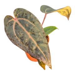 Anthurium Red Velvet Cake