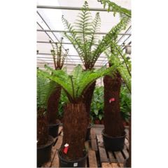 Dicksonia 175cm