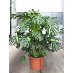 Monstera deliciosa 170cm